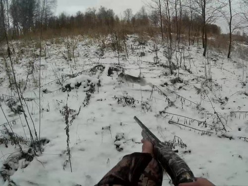 Заяц в полёте!