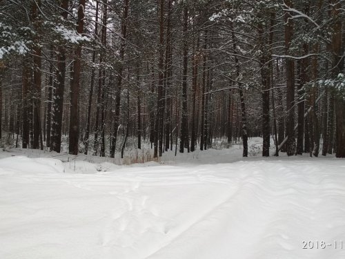 В лесу.
