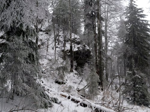 Горный лес