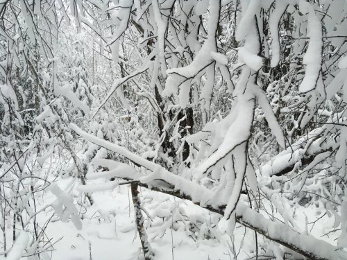 белое безмолвие