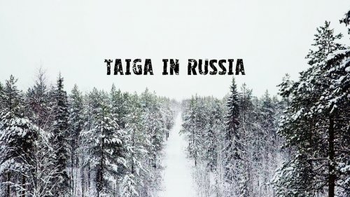 Красота таёжного леса в России, Республика Коми