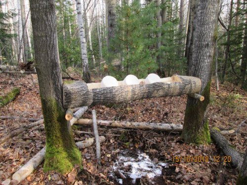 солонец