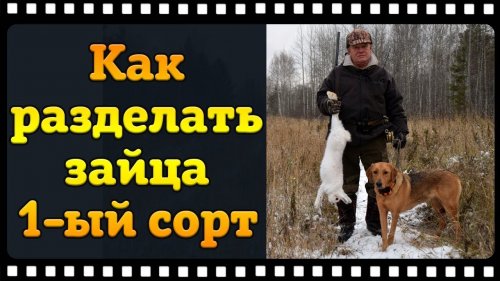 Заяц, разделка. Как снять шкурку с зайца на сдачу 1-ый сорт.