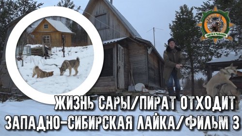 Жизнь Сары. Западно-сибирская лайка. Фильм 3. Пират отходит