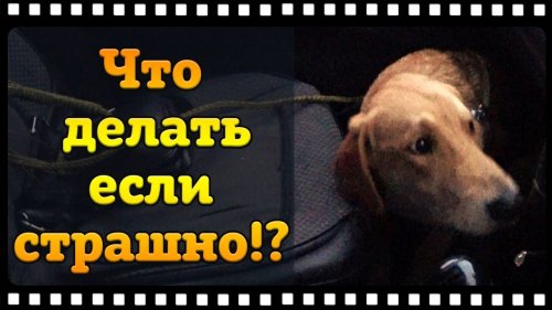 Как приучить щенка не бояться садиться в машину.