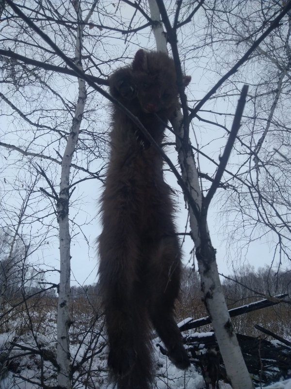 Опять удача