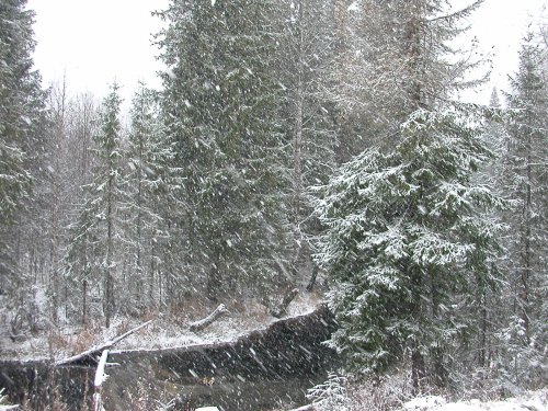 утром пришла зима