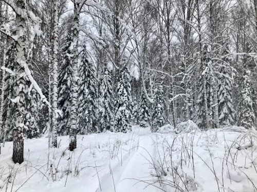 По дороге на избу