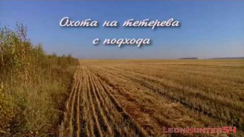 Охота на тетерева с подхода.