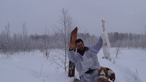 Охота на зайца с Эстонской гончей!!! Часть 5я! Тайга Варяг 550 валит
