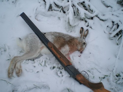 Зайчик.