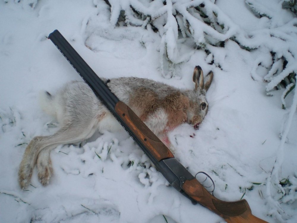 Зайчик.