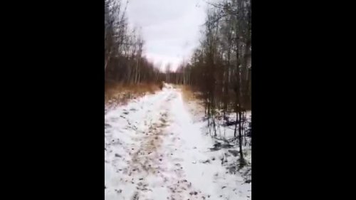 Внимание берегите своих детей !!! на Камчатке медведь убил ребёнка и закопал в лесу .