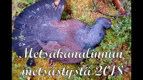 Охота в Финляндии 2018 (рябчик, глухарь)