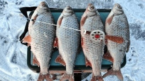 Ловля плотвы. Секреты ловли!