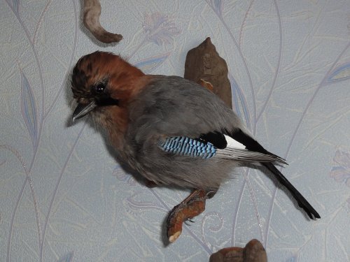 Сойка