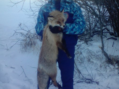 лисовин!