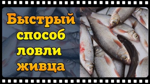 Супер способ быстрой ловли живца зимой без удочки.