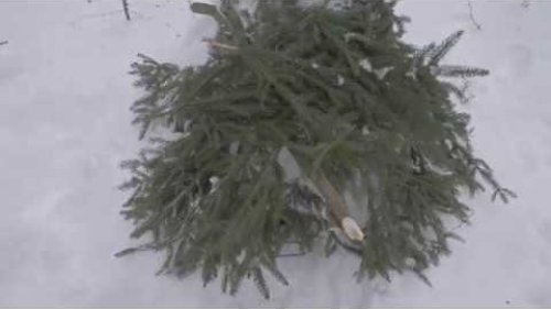 Охота на куницу часть 3,прошел снегопад,нет выхода куницы.