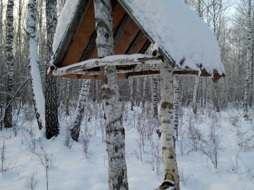 Развезли соль для косулек