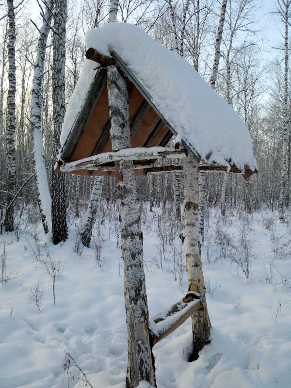 Развезли соль для косулек