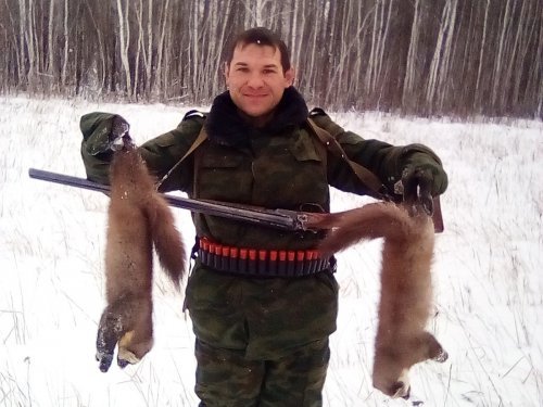 Куницы