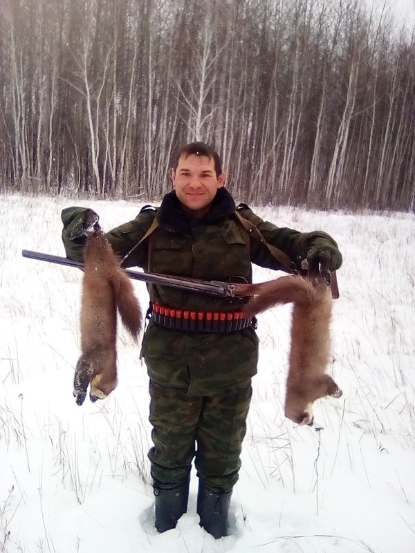 Куницы