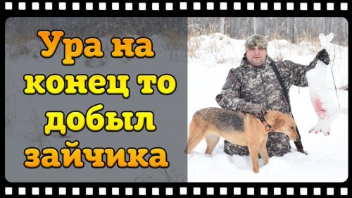 Охота зимой на зайца беляка с русскими гончими.