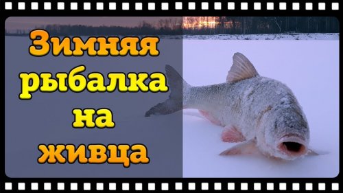 Зимняя рыбалка на живца закончилась поимкой язя а не налима.