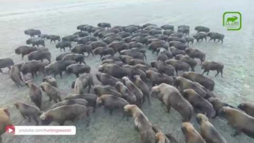 Огромное стадо зубров в дикой природе