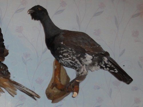 Глухарь