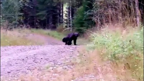Однажды в жизни встреча с росомахой