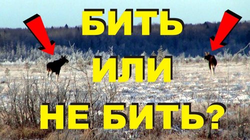 Охота на лося тверская область. Нужно ли было бить лося?