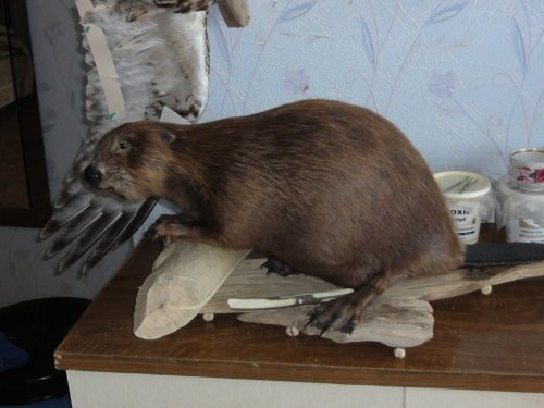 Бобр