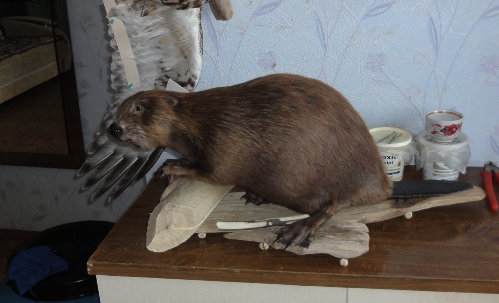 Бобр