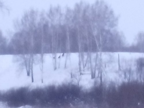 Семья лосей поднялась с лёжки