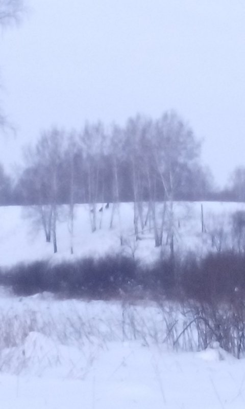 Семья лосей поднялась с лёжки