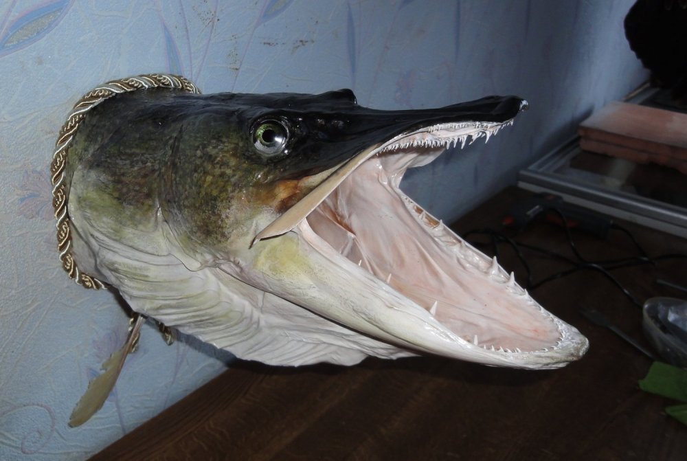 Щука