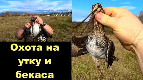 Охота на утку и бекаса