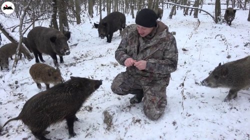 Больше чем охота на кабана