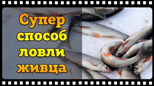 Как поймать живца зимой или быстрая ловля живца для жерлиц.
