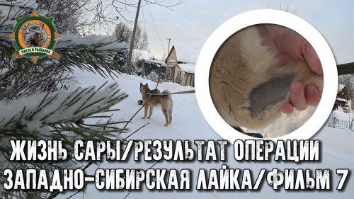 Жизнь Сары/Западно-сибирская лайка/Фильм7/Сара после операции