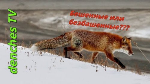 БЕШЕННЫЕ или БЕЗБАШЕННЫЕ ЛИСЫ !?