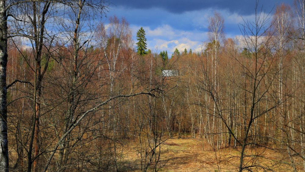 Весна. Новгородская область