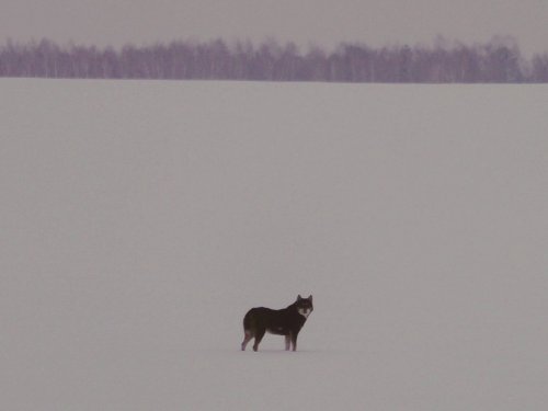 Вопрос знатокам.