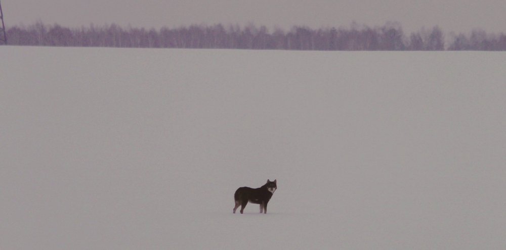 Вопрос знатокам.