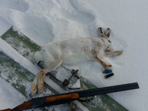 Удачно прогулялся