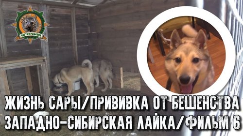 Жизнь Сары/Западно-сибирская лайка/фильм6/Прививаем от бешенства
