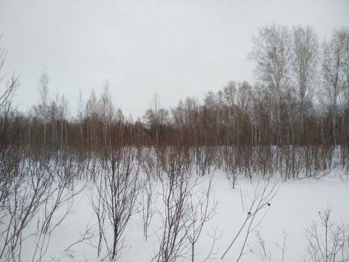 Январь,после морозов -4