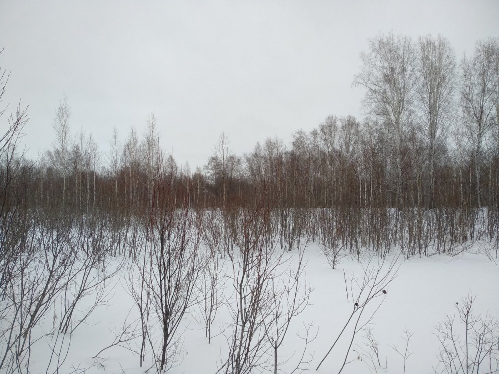 Январь,после морозов -4